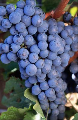 El resveratrol es una fitoalexina presente en las uvas y en productos derivados como vino, mosto, etc. 